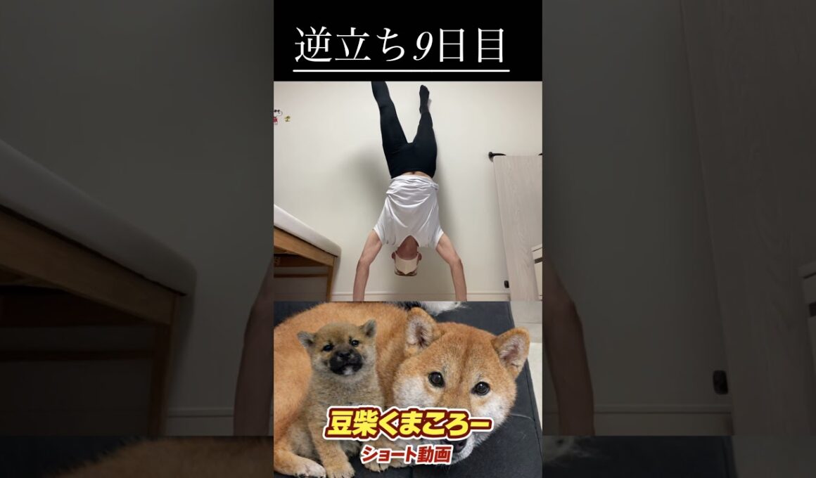 #柴犬 　#くまころー　#ポイポイポー君三世　#犬好きと繋がりたい