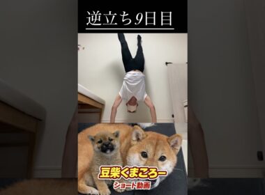 #柴犬 　#くまころー　#ポイポイポー君三世　#犬好きと繋がりたい