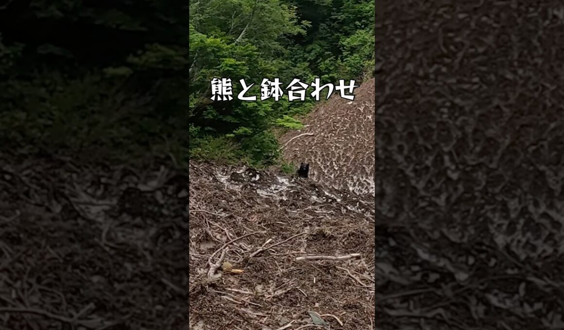 渓流で熊と睨み合い #熊 #渓流 #秘境 #雪渓 #テンカラ #ツキノワグマ