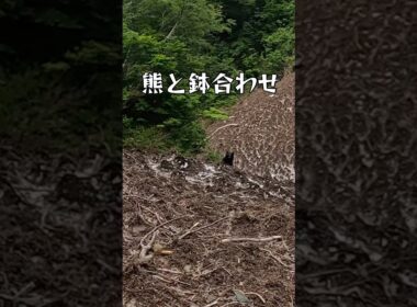 渓流で熊と睨み合い #熊 #渓流 #秘境 #雪渓 #テンカラ #ツキノワグマ