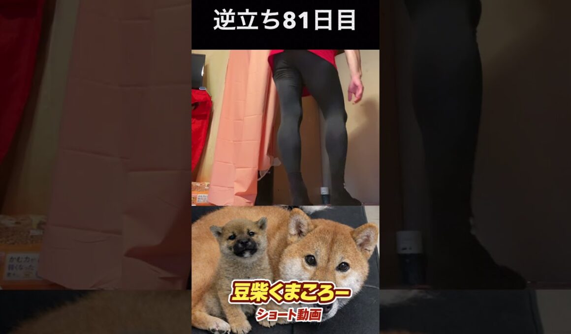 #豆柴飼い主#柴犬＃逆立ち81日目