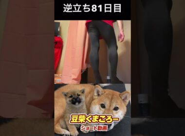 #豆柴飼い主#柴犬＃逆立ち81日目