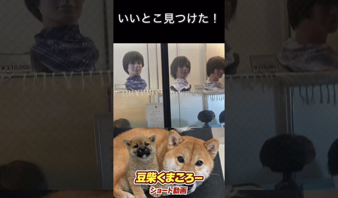 #豆柴飼い主#柴犬 　#くまころー　#ポイポイポー君三世　#犬好きと繋がりたい