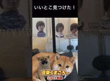 #豆柴飼い主#柴犬 　#くまころー　#ポイポイポー君三世　#犬好きと繋がりたい