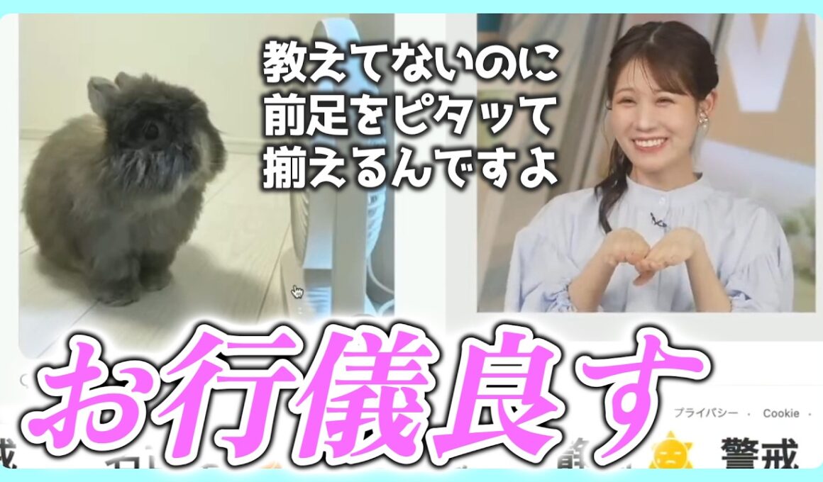 兎と猫との暮らしを夢見るも今は愛兎に溺愛なお天気お姉さん【戸北美月 ウェザーニュース切り抜き】