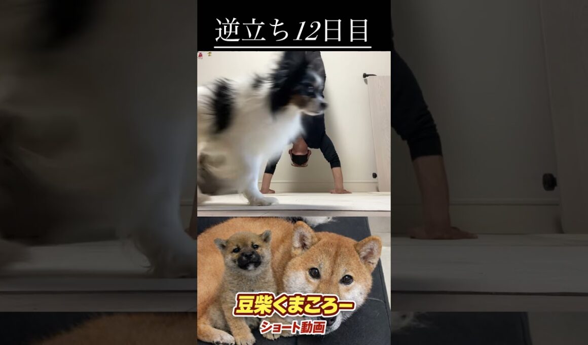 #柴犬 　#くまころー　#ポイポイポー君三世　#犬好きと繋がりたい