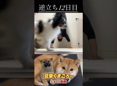 #柴犬 　#くまころー　#ポイポイポー君三世　#犬好きと繋がりたい