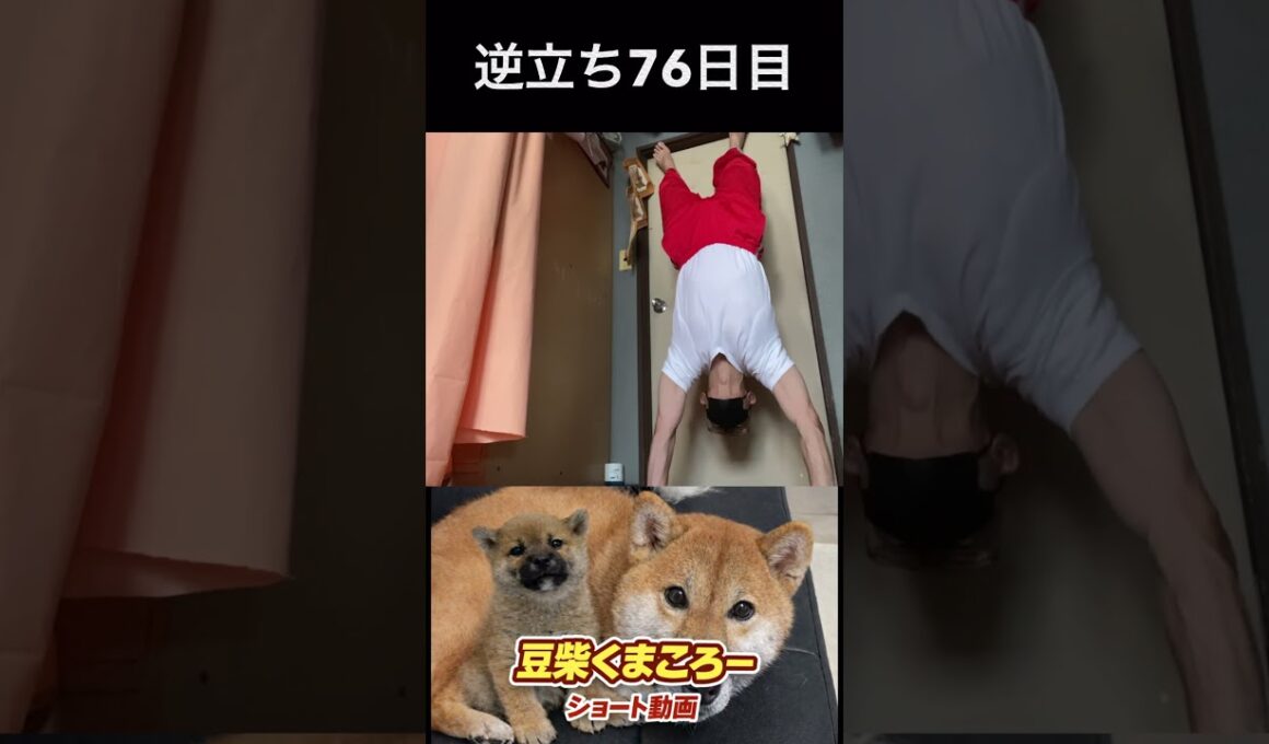 #豆柴飼#柴犬＃逆立ち76日目