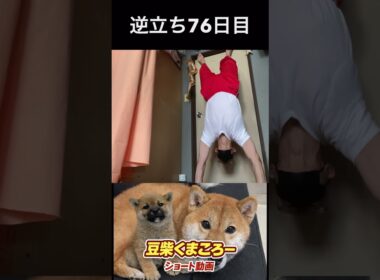 #豆柴飼#柴犬＃逆立ち76日目