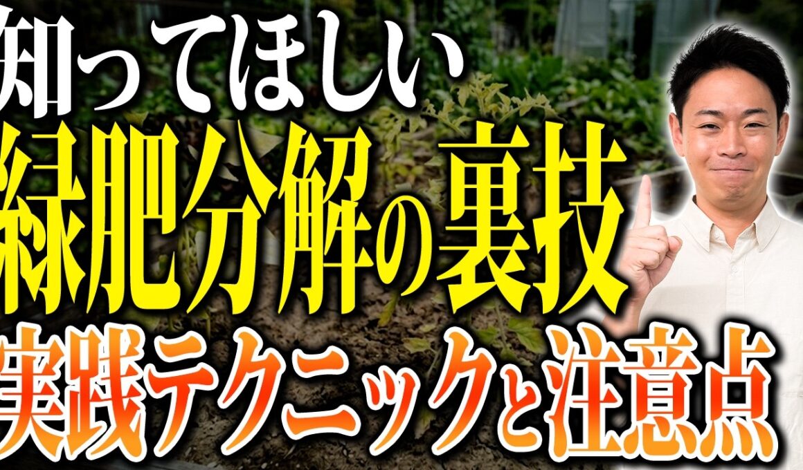 すき込み直後の定植は失敗の元！緑肥の分解期間を短縮するカルスの活用法【家庭菜園 土づくり ガーデニング カルスNC-R】