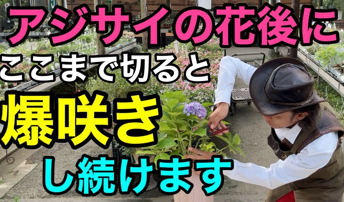 【すぐ切る事】これで永遠にアジサイを咲か続けられます　【園芸超人カーメン君】【剪定】【紫陽花】