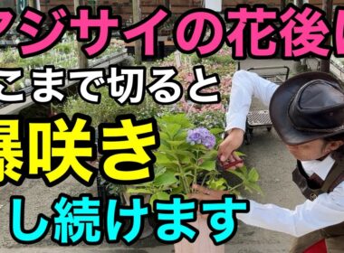 【すぐ切る事】これで永遠にアジサイを咲か続けられます　【園芸超人カーメン君】【剪定】【紫陽花】