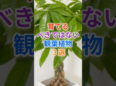 実は育てると後悔してしまう...！