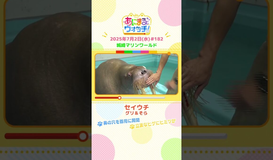 鼻の穴を器用に開閉！「セイウチ」兵庫・豊岡市「城崎マリンワールド」　#shorts #読売テレビニュース #すまたん ＃あにまるウォッチ #動物
