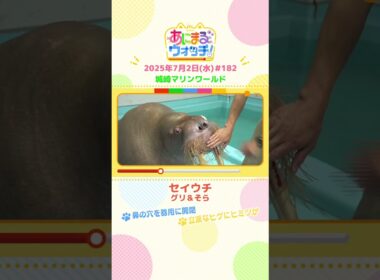 鼻の穴を器用に開閉！「セイウチ」兵庫・豊岡市「城崎マリンワールド」　#shorts #読売テレビニュース #すまたん ＃あにまるウォッチ #動物