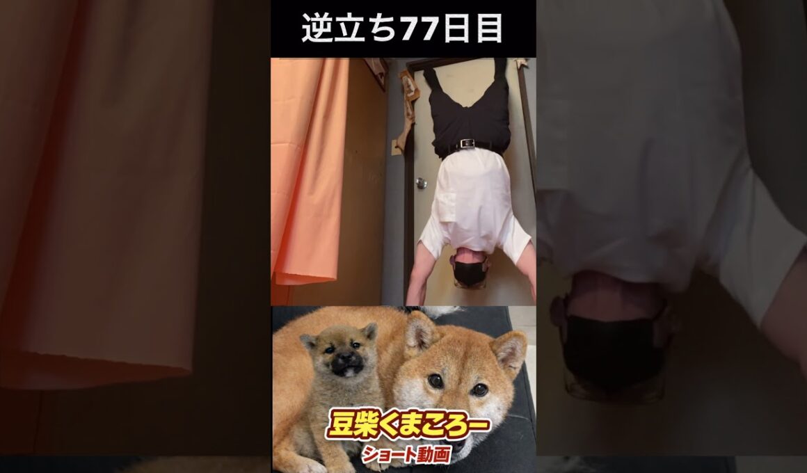 #豆柴飼い主#逆立ち77日目
