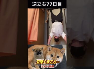 #豆柴飼い主#逆立ち77日目