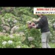 来年に向けアジサイの剪定　鹿児島・姶良市 (26/07/07 18:28)