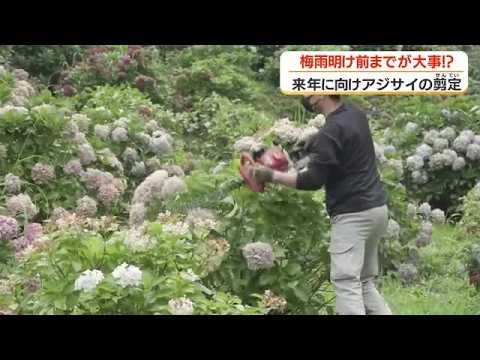 来年に向けアジサイの剪定　鹿児島・姶良市 (26/07/07 18:28)