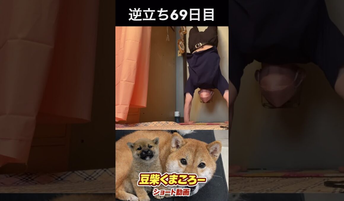 #豆柴飼い主逆立ち69日目#柴犬 　#くまころー　#ポイポイポー君三世　#犬好きと繋がりたい