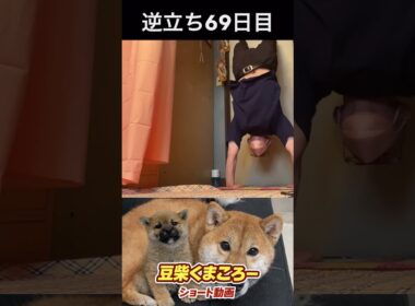 #豆柴飼い主逆立ち69日目#柴犬 　#くまころー　#ポイポイポー君三世　#犬好きと繋がりたい