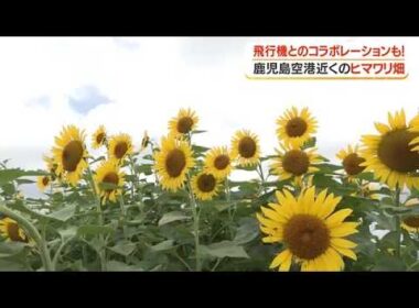 鹿児島空港近くのヒマワリ畑　飛行機とのコラボレーションも！ (26/07/10 18:20)
