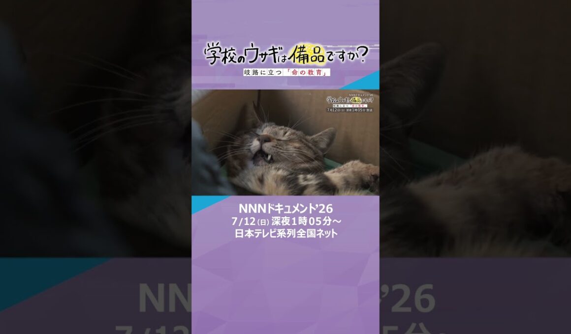 NNNドキュメント’26「学校のウサギは備品ですか？　岐路に立つ『命の教育』」　#ドキュメント　#読売テレビ　#ytv　#NNNドキュメント