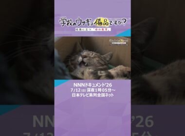 NNNドキュメント’26「学校のウサギは備品ですか？　岐路に立つ『命の教育』」　#ドキュメント　#読売テレビ　#ytv　#NNNドキュメント