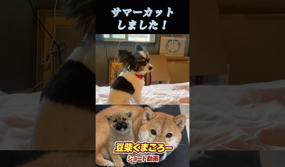 #パピヨン#サマーカット