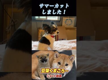 #パピヨン#サマーカット
