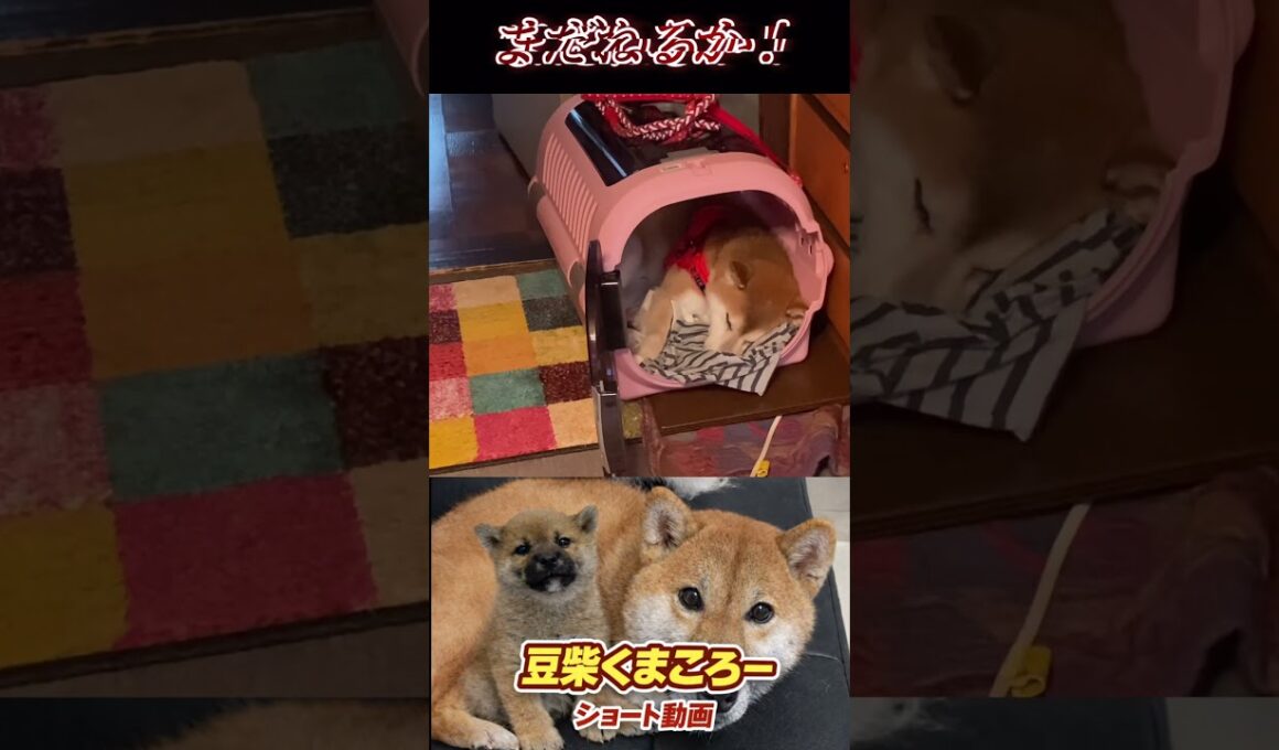 #豆柴飼い主#柴犬 　#くまころー　#ポイポイポー君三世　#犬好きと繋がりたい