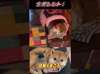 #豆柴飼い主#柴犬 　#くまころー　#ポイポイポー君三世　#犬好きと繋がりたい