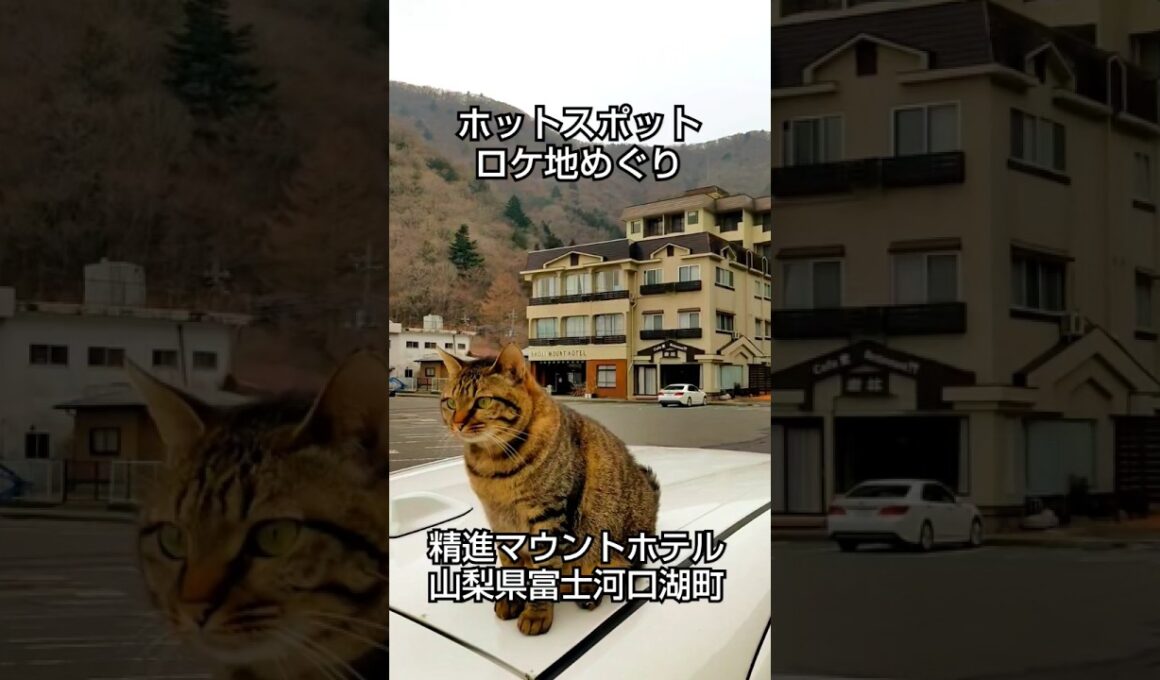 ホットスポット ロケ地めぐり   肩乗り猫リクちゃん    ＃short  ＃ねこ  ＃ねこちゃん  ＃ホットスポット  ＃ホットスポットロケ地  ＃市川実日子  ＃角田晃広  ＃夏帆  ＃バカリズム