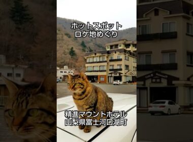 ホットスポット ロケ地めぐり   肩乗り猫リクちゃん    ＃short  ＃ねこ  ＃ねこちゃん  ＃ホットスポット  ＃ホットスポットロケ地  ＃市川実日子  ＃角田晃広  ＃夏帆  ＃バカリズム