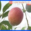 「甘い!！トロットロですね!」関東で栽培されているマンゴー　“ボックス栽培”がポイント　甘みが強いマンゴーに　茨城・小美玉市【SUNトピ】｜TBS NEWS DIG