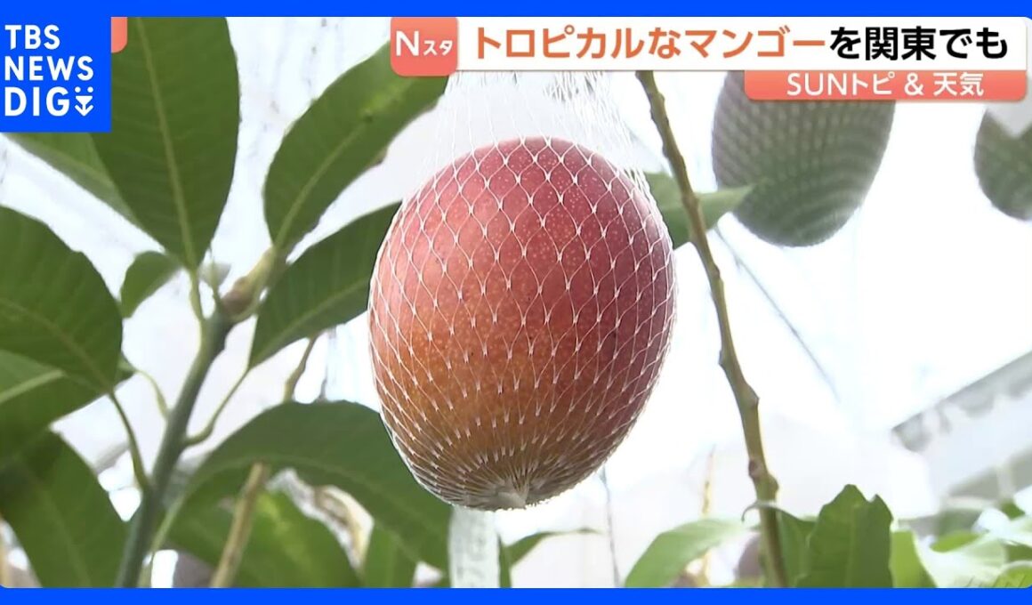 「甘い!！トロットロですね!」関東で栽培されているマンゴー　“ボックス栽培”がポイント　甘みが強いマンゴーに　茨城・小美玉市【SUNトピ】｜TBS NEWS DIG