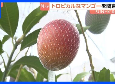 「甘い!！トロットロですね!」関東で栽培されているマンゴー　“ボックス栽培”がポイント　甘みが強いマンゴーに　茨城・小美玉市【SUNトピ】｜TBS NEWS DIG