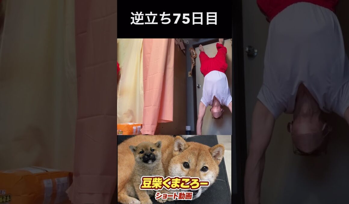 #豆柴飼い主#逆立ち75日目