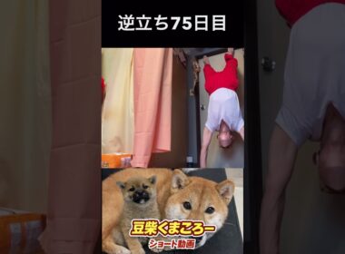 #豆柴飼い主#逆立ち75日目