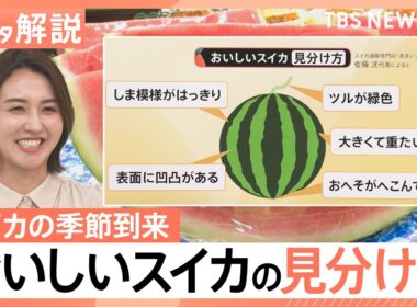 表面に凹凸がある、しま模様がハッキリしている、ツルが緑色…おいしいスイカの選び方【Ｎスタ解説】｜TBS NEWS DIG