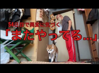 【孤独の飼い主56歳】    54日目の逆立ち。途中で豆柴が心配してきました。