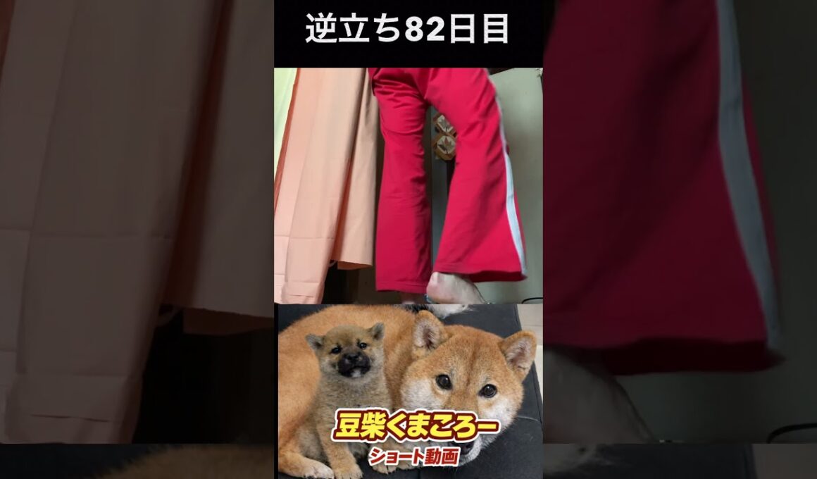 #豆柴飼い主#柴犬＃逆立ち82日目