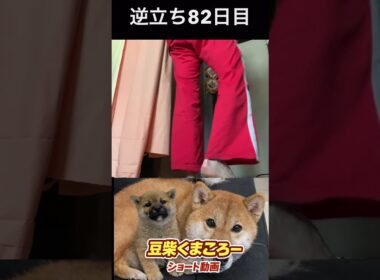 #豆柴飼い主#柴犬＃逆立ち82日目