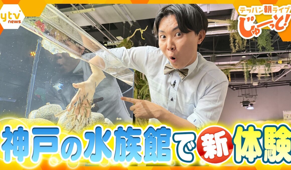 デンキウナギで“相性診断”!? リニューアルした神戸の水族館で新体験！【テッパン朝ライブ じゅーっと！/じゅーっ特集！生中継】