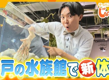 デンキウナギで“相性診断”!? リニューアルした神戸の水族館で新体験！【テッパン朝ライブ じゅーっと！/じゅーっ特集！生中継】