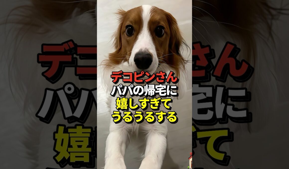 ㊗️100万再生！🐶大谷翔平が愛犬デコピンとの感動の再会写真を公開！真美子夫人と留守番を頑張ってエラかったね！#shorts #大谷翔平 #野球