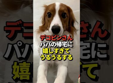 ㊗️100万再生！🐶大谷翔平が愛犬デコピンとの感動の再会写真を公開！真美子夫人と留守番を頑張ってエラかったね！#shorts #大谷翔平 #野球