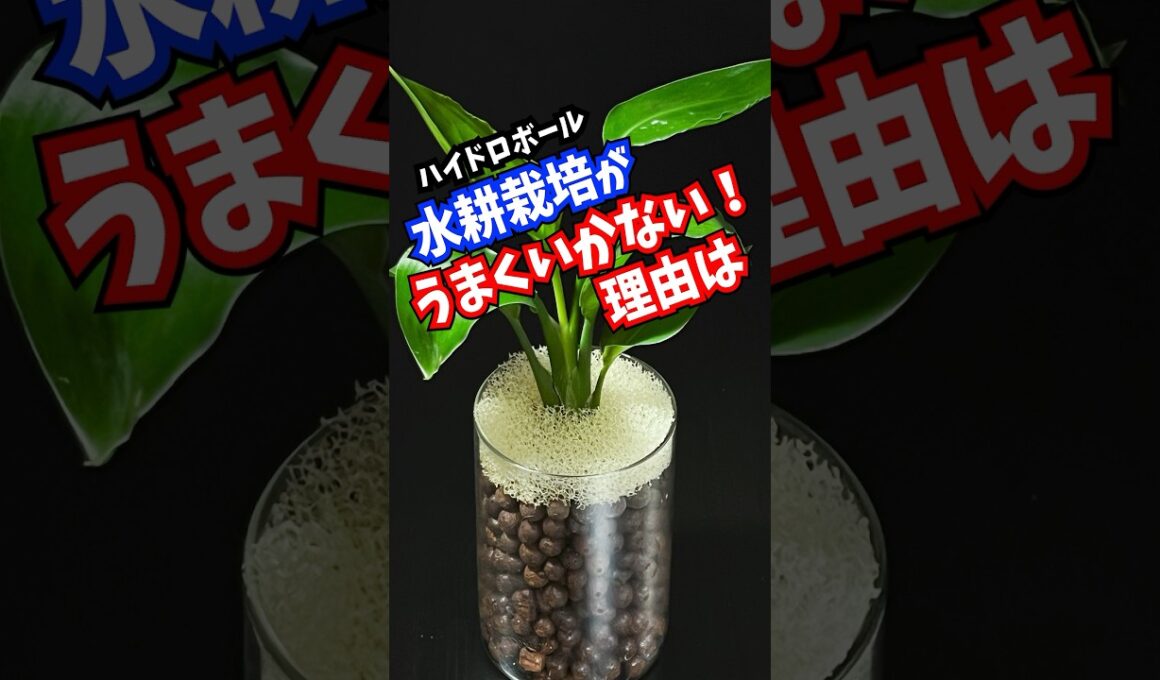 水耕栽培が失敗する理由は？ハイドロカルチャー成功の秘訣 #観葉植物 #plants #百均