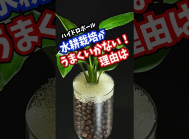 水耕栽培が失敗する理由は？ハイドロカルチャー成功の秘訣 #観葉植物 #plants #百均