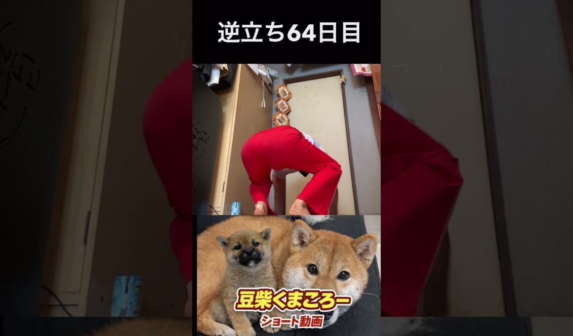 #飼い主逆立ち64日目#柴犬 　#くまころー　#ポイポイポー君三世　#犬好きと繋がりたい